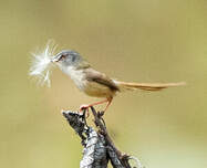 Prinia à ventre jaune