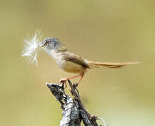 Yellow-bellied Prinia