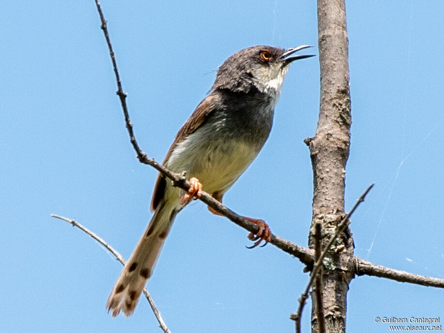 Grey-breasted Prinia, identification, aspect, pigmentation, walking, song