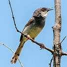 Prinia de Hodgson