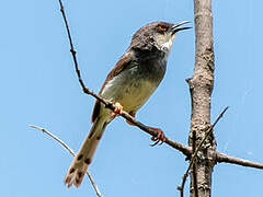 Prinia de Hodgson