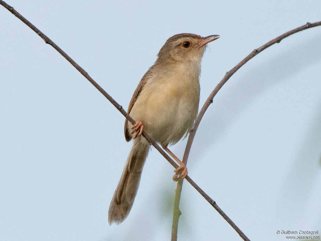 Plain Prinia, identification, aspect, pigmentation, walking