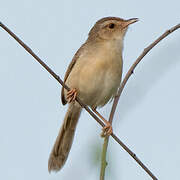 Plain Prinia