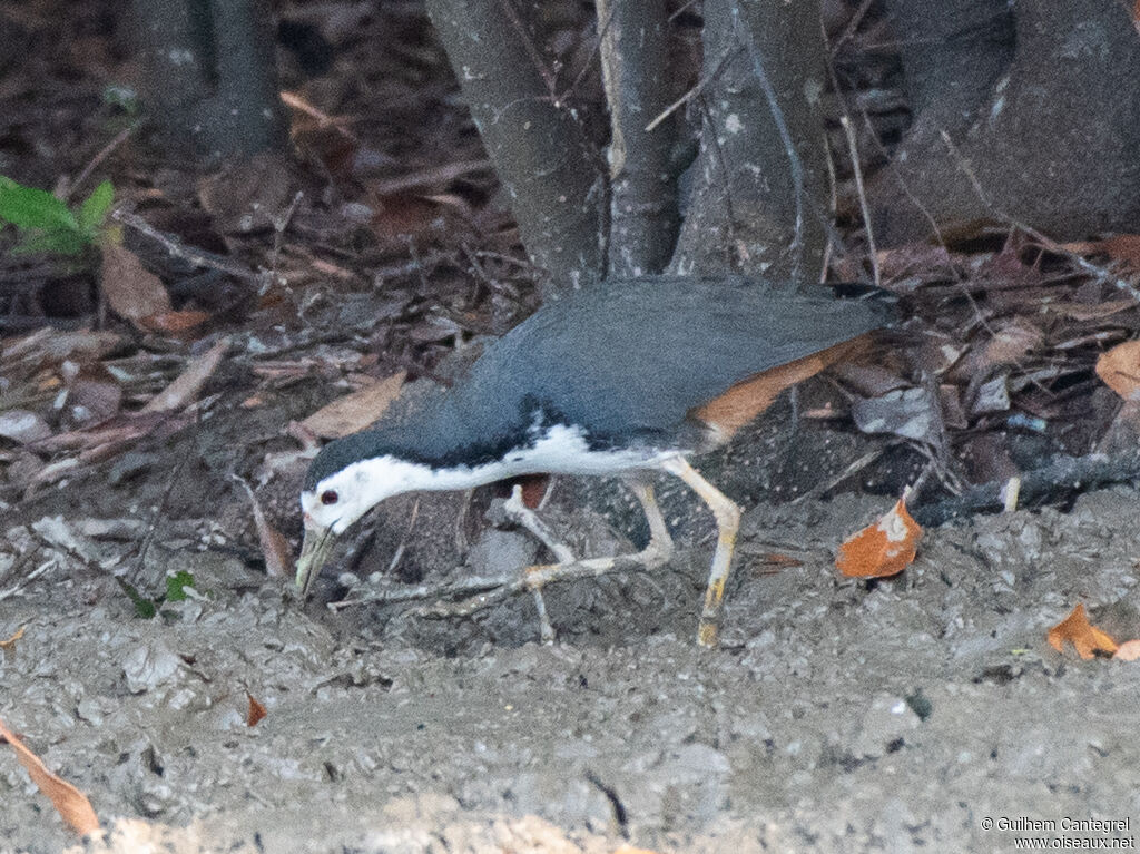 White-breasted Waterhen, identification, aspect, pigmentation, walking