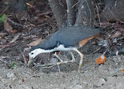 White-breasted Waterhen