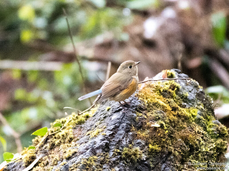 Red-flanked Bluetail, identification, aspect, pigmentation, walking