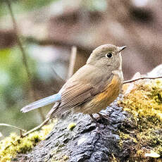 Robin à flancs roux