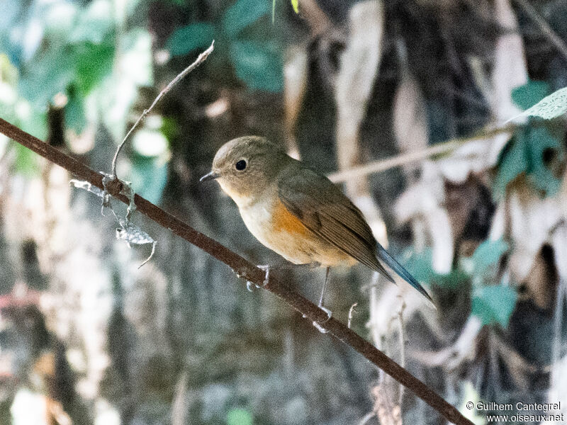 Red-flanked Bluetail, identification, aspect, pigmentation
