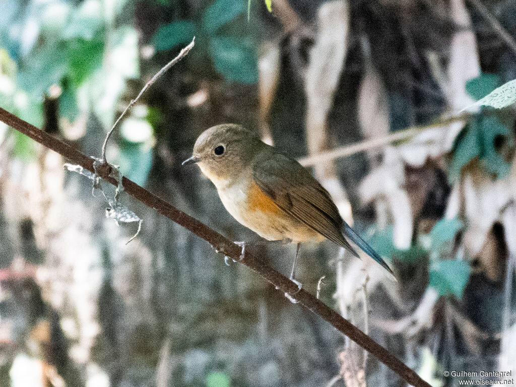 Robin à flancs roux, identification, composition, pigmentation