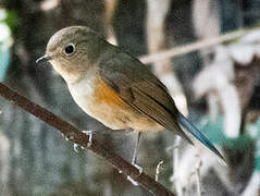 Robin à flancs roux