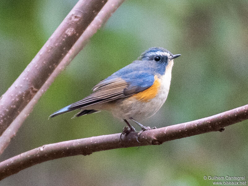 Red-flanked Bluetail male, identification, aspect, pigmentation, walking