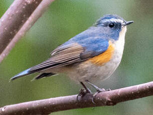 Robin à flancs roux