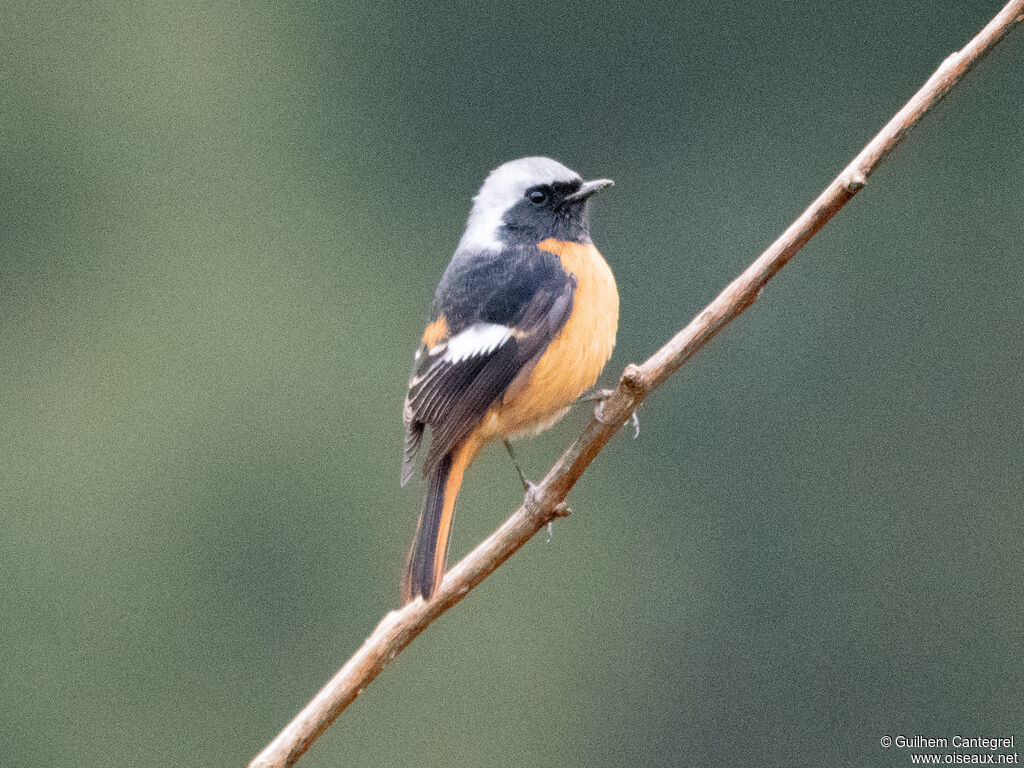 Daurian Redstart male, identification, aspect, pigmentation, walking