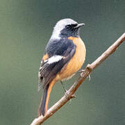 Daurian Redstart