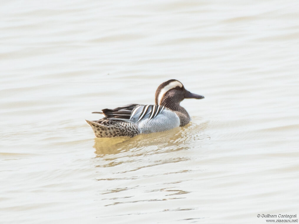 Garganey male, identification, aspect, pigmentation, swimming