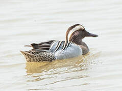 Garganey