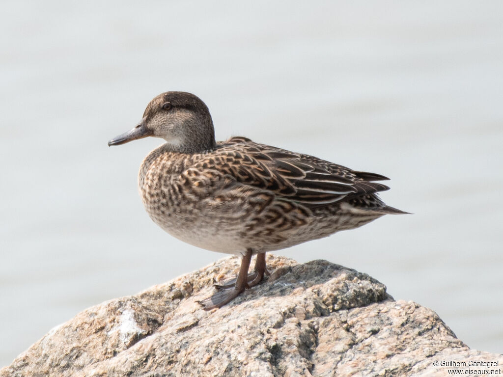 Eurasian Teal female, identification, aspect, pigmentation, walking