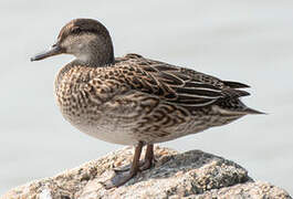 Eurasian Teal