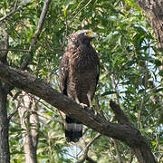 Crested Serpent Eagle