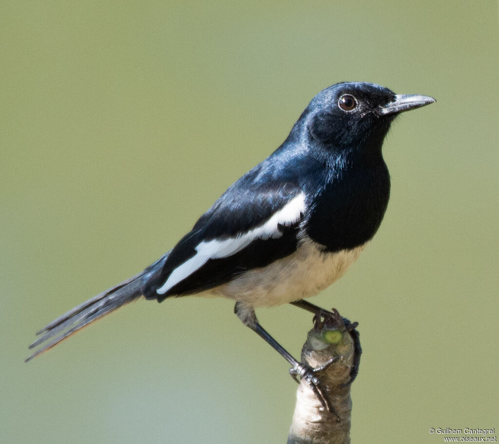 Oriental Magpie-Robinadult breeding, identification, aspect, pigmentation, walking