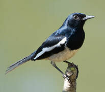 Oriental Magpie-Robin