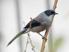 Black-headed Sibia