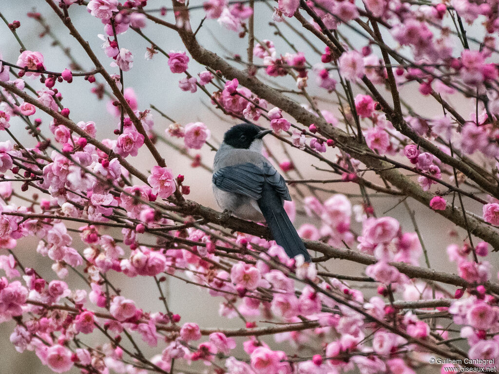 Black-headed Sibia, identification, aspect, pigmentation, walking