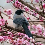 Black-headed Sibia