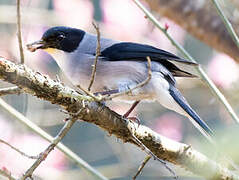 Black-headed Sibia