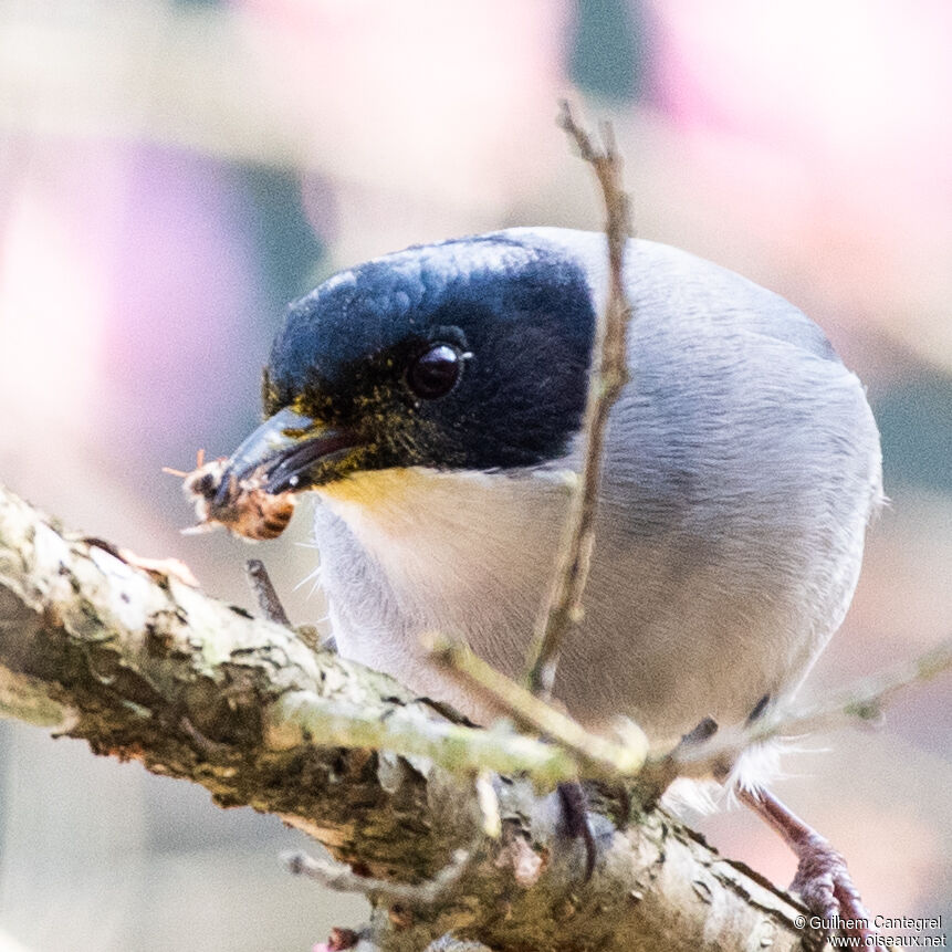 Black-headed Sibia, close-up portrait, walking, eats