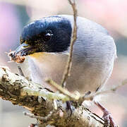 Black-headed Sibia