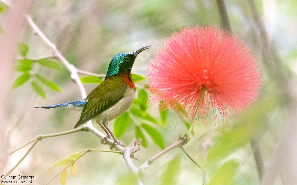 Fork-tailed Sunbird male adult, identification