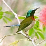 Fork-tailed Sunbird