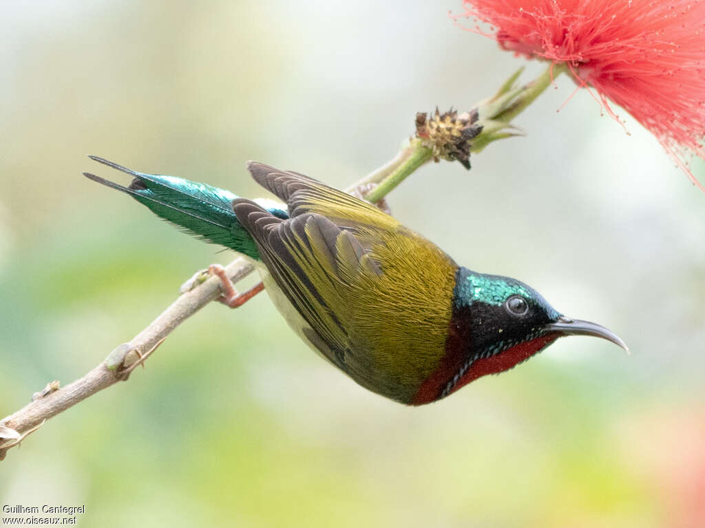 Fork-tailed Sunbird male adult, aspect, pigmentation