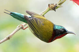 Fork-tailed Sunbird