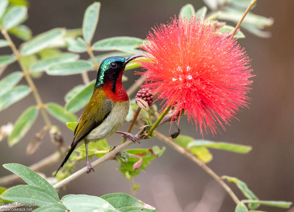 Fork-tailed Sunbird male adult, habitat, pigmentation, eats