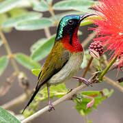 Fork-tailed Sunbird