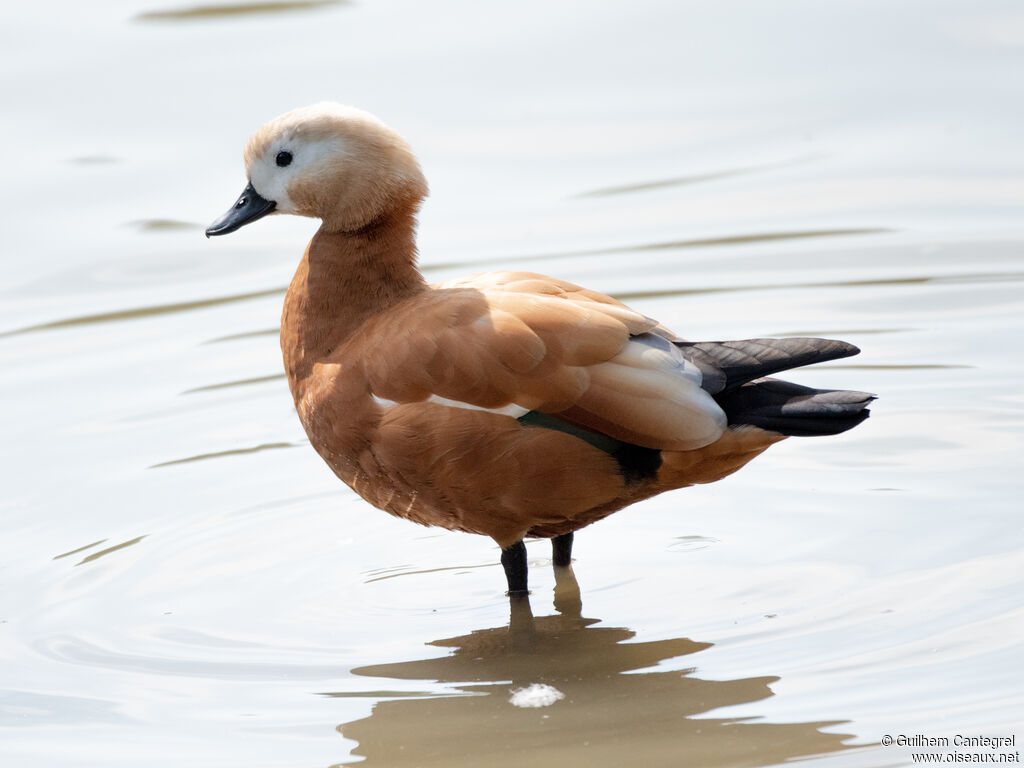 Tadorne casarca, identification, composition, pigmentation, marche