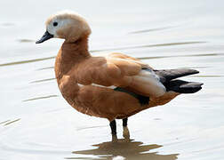 Ruddy Shelduck