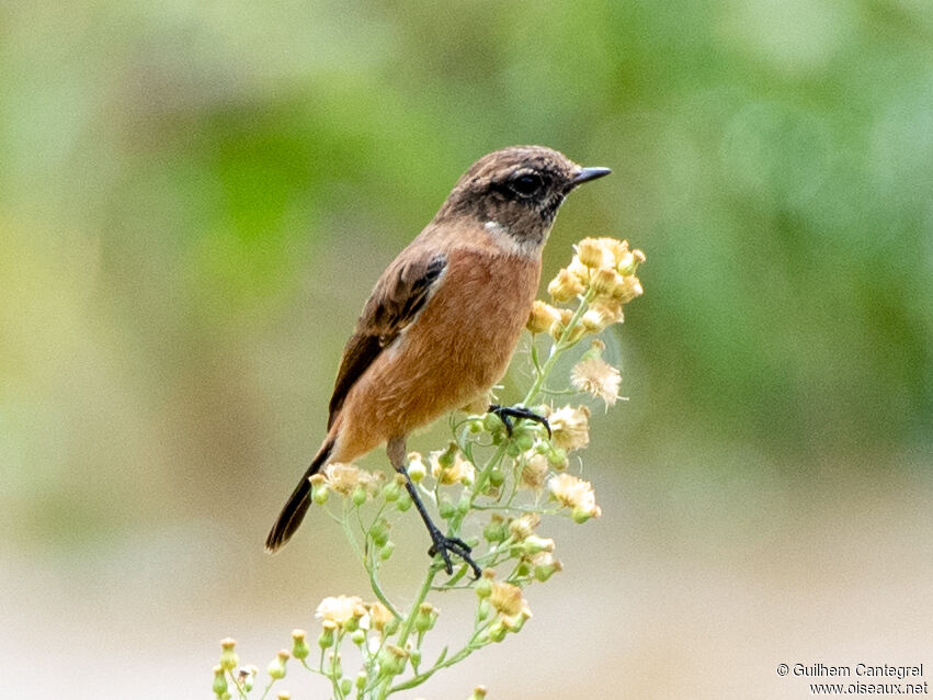 Siberian Stonechat, identification, aspect, pigmentation, walking