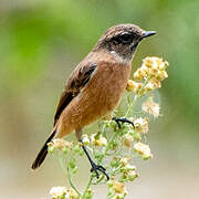 Siberian Stonechat