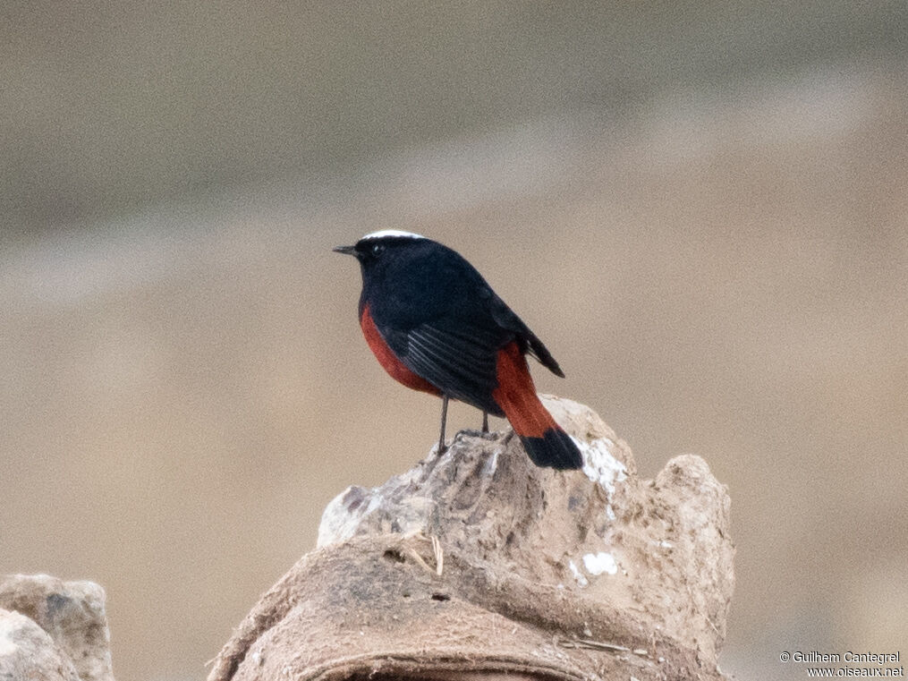 White-capped Redstart, identification, aspect, pigmentation, walking