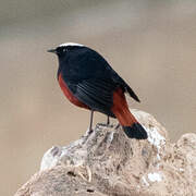 White-capped Redstart