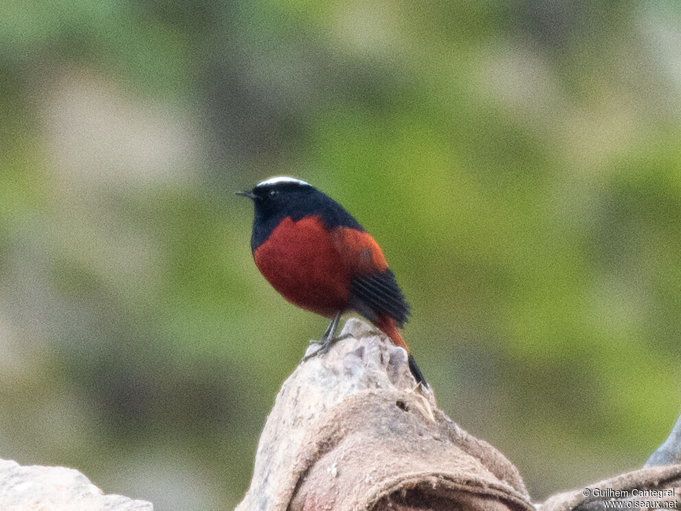 White-capped Redstart, identification, aspect, pigmentation, walking