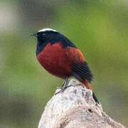 White-capped Redstart