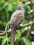 Spotted Dove