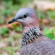 Spotted Dove