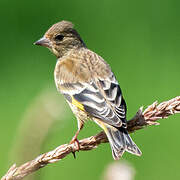 Black-headed Greenfinch