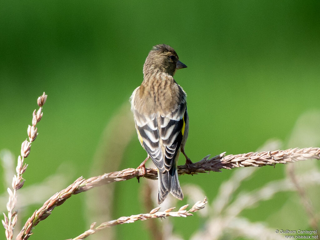 Verdier d'Oustalet, identification, composition, pigmentation, marche