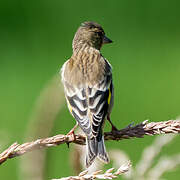 Black-headed Greenfinch